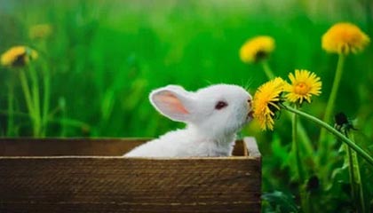 开云电竞app-哈兰德连续17场破门，英超十冠王难敌青春锋线，哈兰德的转会费